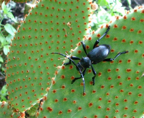 Some preliminary evidence shows that prickly pear cactus can decrease blood sugar. Living with Pests, plus bonus barrel blossoms | Three Star ...