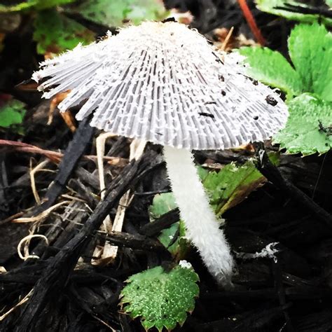 How To Make Mazing Mushrooms