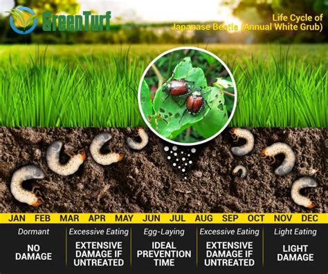 The Best Grub Killer For Lawns Gardener Corner