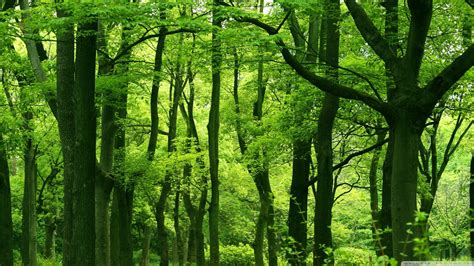 Download Green Forest Summer 4k Hd Desktop Wallpaper For Green Forest High Resolution