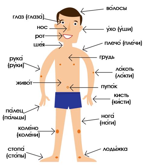 Parts Of The Body Learn Russian Online With Certified Private Teacher Русский язык онлайн с