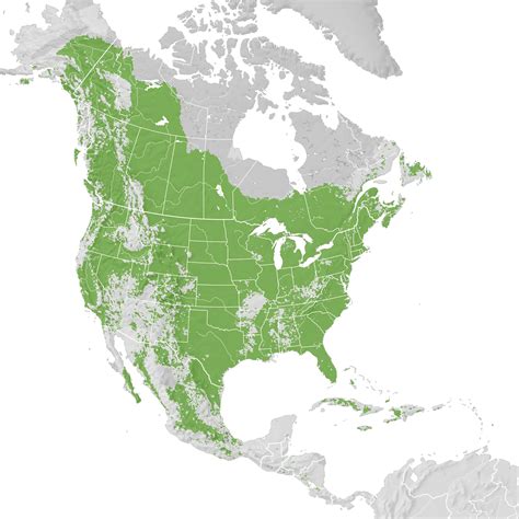 Ring Necked Duck Range Map Pre Breeding Migration Ebird Status And