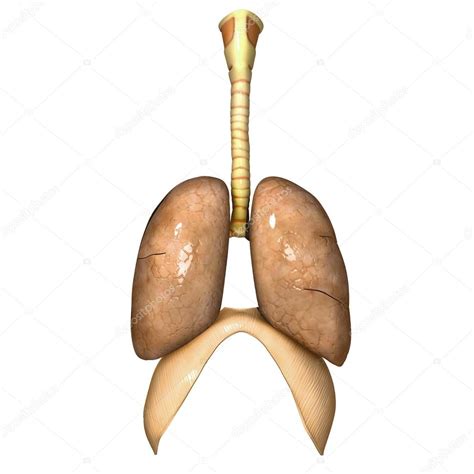 Human Lungs — Stock Photo © Edustock 64837137