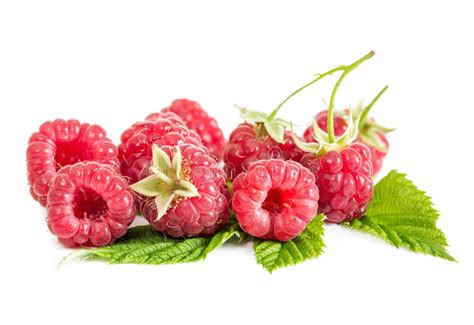 Berries Fresh Raspberries On Leaves Stock Photo Image Of Healthy