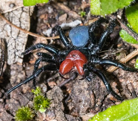 Red Headed Mouse Spider Missulena Occatoria Bright Red H Flickr