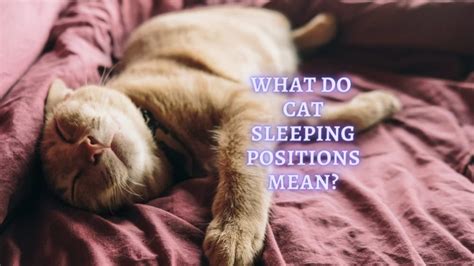 Cat Sleeping Positions 12 Cat Sleeping Position Meaning Vet Approved