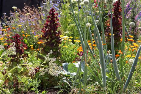 Rohe schafwolle und alte daunen kann man im garten oder topf als langzeitdünger einsetzen. Schafwolle als Dünger im Garten - Anjas Garten Reich ...
