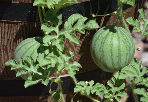 From Seed To Harvest A Guide To Growing Watermelons In Containers