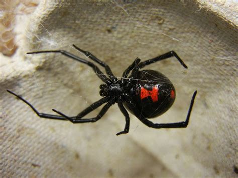 Poisonous Spiders In North Carolina Black Widow Spider Spider Bites