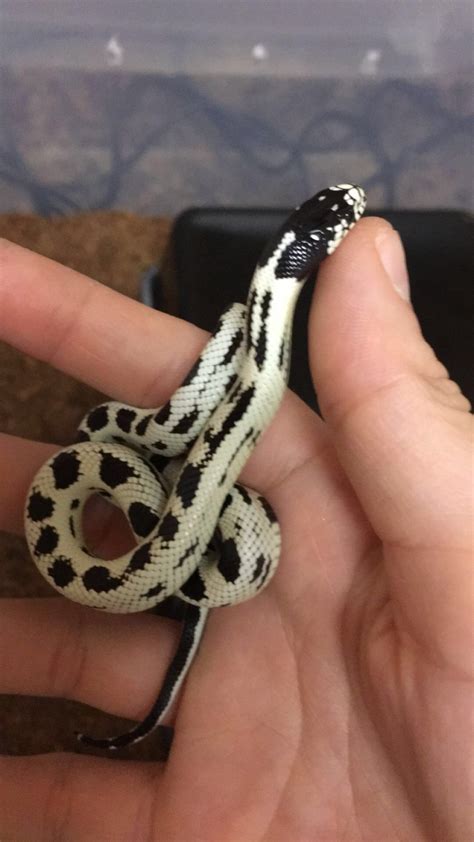 Chaos My High White California King Snake California