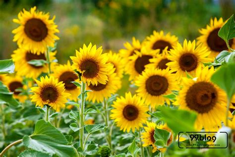 24 Contoh Teks Lho Tentang Bunga Matahari Yang Mantul Informasi
