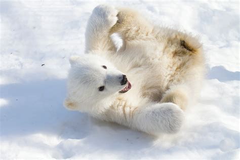 Polar Bear Cub Orphaned In Alaska Lands In Ny Zoo