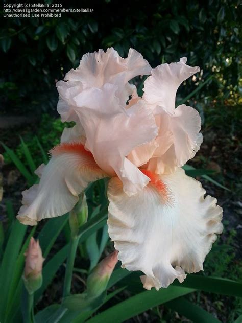 Plantfiles Pictures Tall Bearded Iris Pink Attraction Iris By