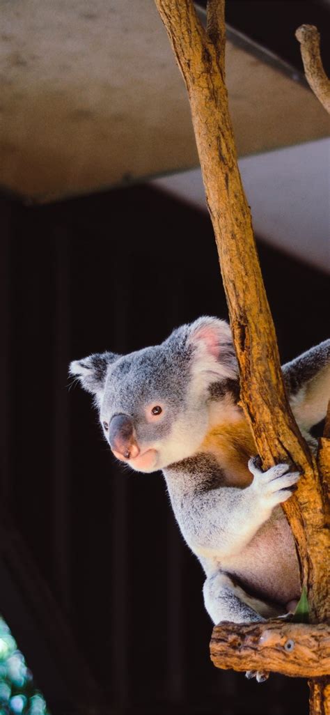Koala Hd Iphone Wallpapers Free Download