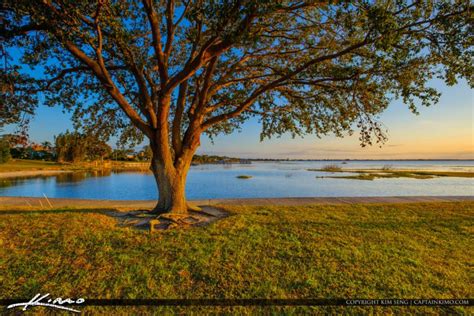 Oak Tree By The Water Lake Jackson Fishing Pier Sebring Florida Royal