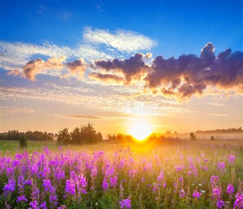 Rural Panorama Landscape With Sunrise And Blossoming Meadow Stock Image