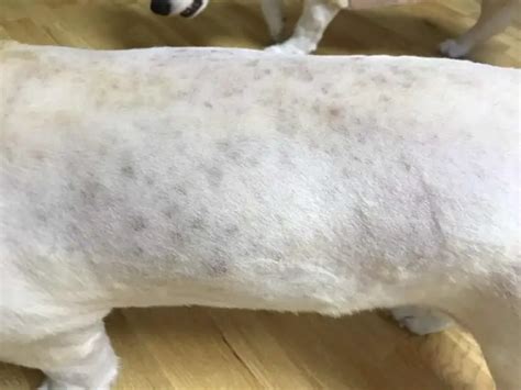 Black Spots On A Dogs Skin Causes Diagnosis And Best Treatments