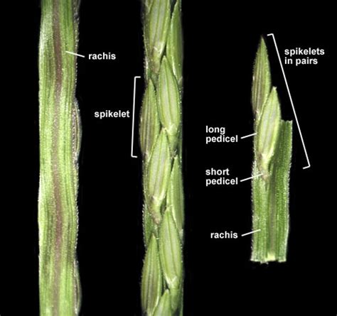 Inflorescence Spikelet