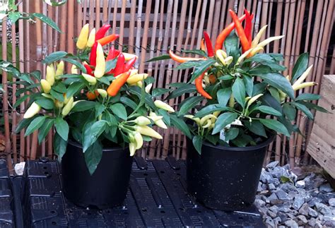 3+ Cara Menanam Cabe Di Rumah (Pot, Polybag, Hidroponik)