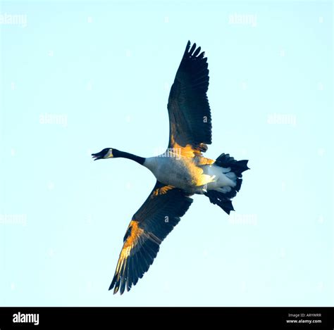 Canada Goose In Flight Branta Canadensis Surrey Uk Stock Photo Alamy