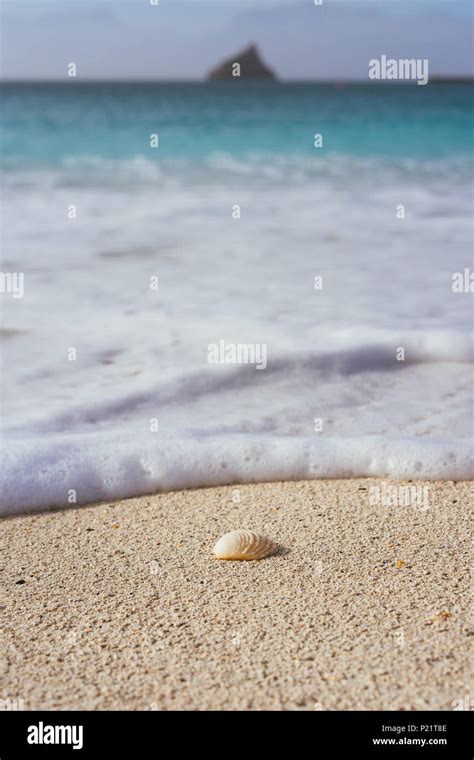 Seashell On Sandy Beach With White Foam Of Rolling Ocean Waves