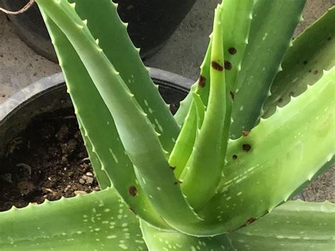 Aloe Vera With Strange Spots My 4 Year Aloe Vera Plant Has Suddenly