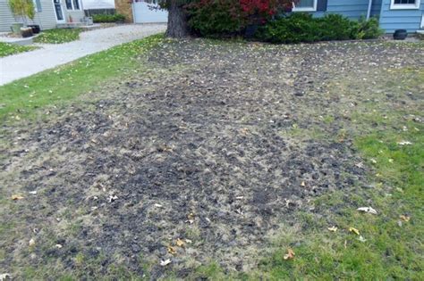 Small Holes In Lawn Overnight 6 Reasons And Solution Tips