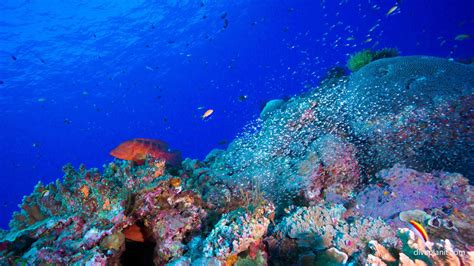 Ten Reasons To Visit Okinawa Scuba Diving For One
