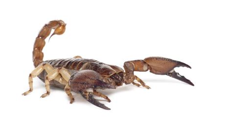 Wed mar 30, 2022 8pm pdt rescheduled. SCORPIONS OF GEORGIA AND THE SOUTHEAST - Proactive Pest & Lawn