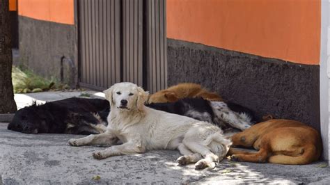 Día Mundial Del Perro Callejero Origen Y Propósito De Esta Efeméride