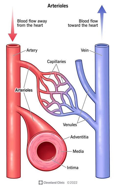 Respiratory System Capillaries