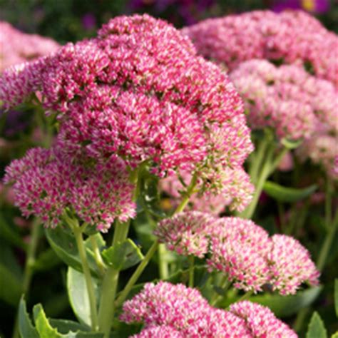 The course has 4 sections and total 20+ lectures. 26 Filler Flowers and Types of Greenery | FiftyFlowers