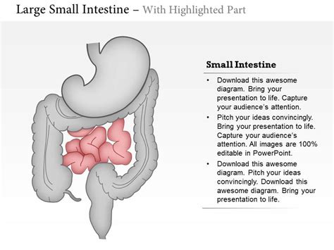 Both the tubes are interconnected, as well important components of the digestive system, but they can be differentiated in many ways. 0814 Large and Small Intestine Medical Images For PowerPoint | Templates PowerPoint Slides | PPT ...