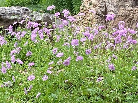 Photo Of The Entire Plant Of Shining Scabious Scabiosa Lucida Posted
