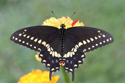 The Individual Markings Of The Black Swallowtail