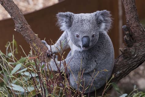 Functionally Extinct Koalas Dealt A Possible Death Blow After