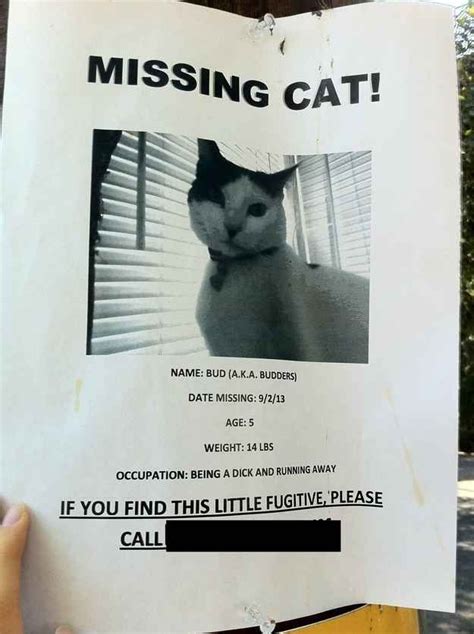 Hi i opened the screen door yesterday and my cat got out and has been missing since then so i was wondering if you are not to busy you could make a poster for me. Pinterest