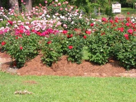 Small Rose Garden Plans Rose Garden Ideas Rose Garden Landscaping