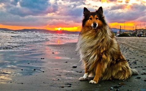 Only natural pet maxmeat air dried dog food. Northern Ireland County Drops Plans to Ban Dogs from Beach ...