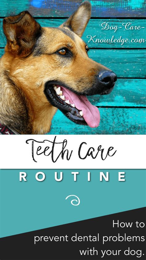 Even a simple cleaning can set you back more than $100. Dog Teeth Care: How To Keep Fangs Healthy and Save Money