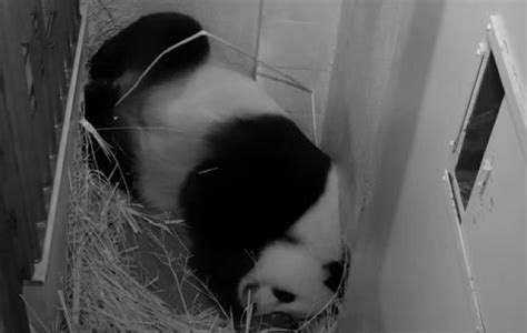Baby Panda Is Here Mei Xiang Gives Birth Dcist