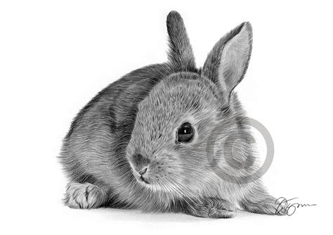 Pencil Drawing Of A Rabbit In Landscape By Uk Artist Gary Tymon