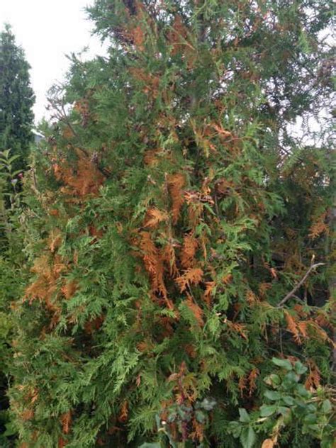 Cedar Tree Leaves Turning Brown Latisha Boland