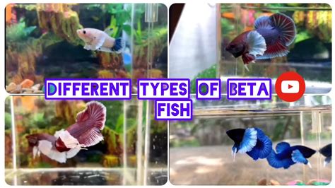 Different Types Of Beta Fish Collection Beautiful Colour Pop