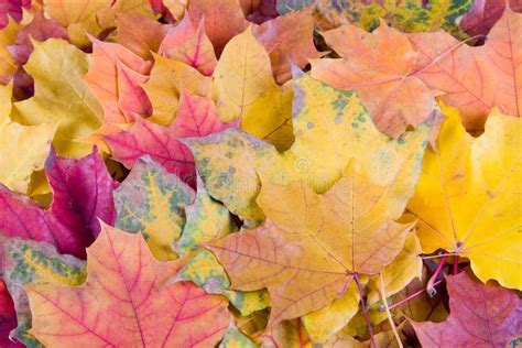 Multi Colored Autumn Maple Leaves Stock Image Image Of Studio Green