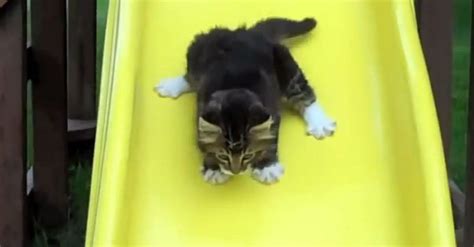 This Video Of Cats Slipping Down Slides Is A Inducing