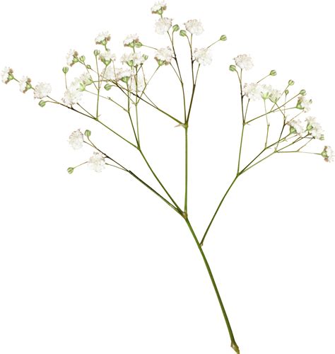 #freetoedit#flower #babybreath #babysbreath #remixit in 2020 | White png image