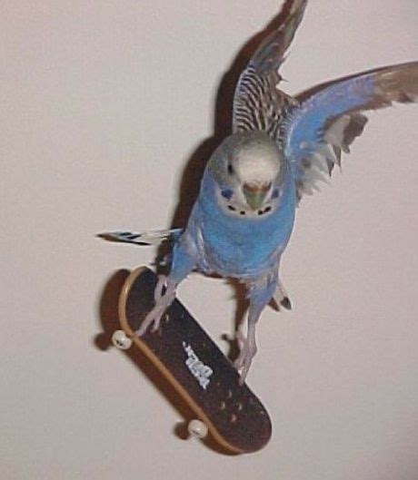 Skateboard Funny Parrots Pet Birds Cute Animals