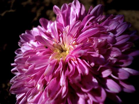 Dawn Flower Photograph By Sumit Mehndiratta