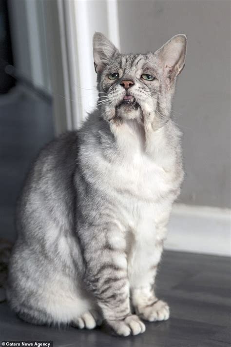 Cat Who Was Rescued From A Hoarders House With Skin Condition Looks
